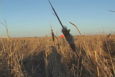 Pheasant Hunting Cattails Vídeo Stock 1099566