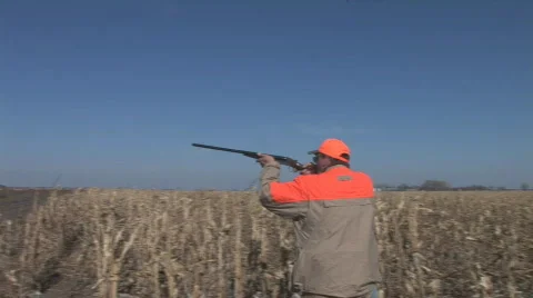 Pheasant Hunting Stock-Footage 768856