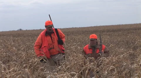 Pheasant Hunting Stock Footage 919631