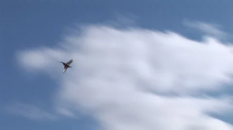 Pheasant Hunting 스톡 동영상 920556