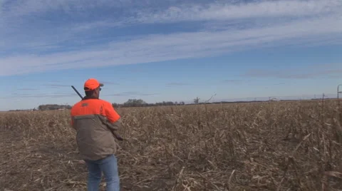 Pheasant Hunting Stock Footage