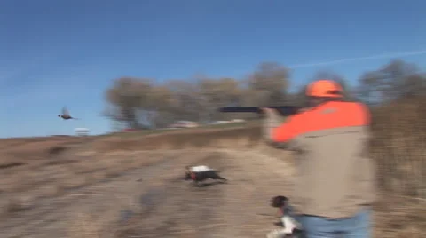 Pheasant Hunting Stock Footage 923085