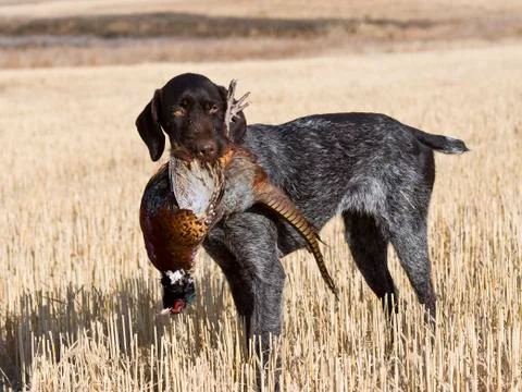Pheasant Hunting Stock Photos