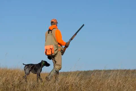 Pheasant Hunting Stock Photos