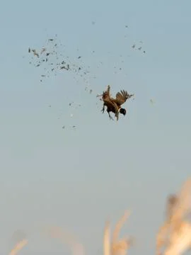 Pheasant Hunting Stock Photos