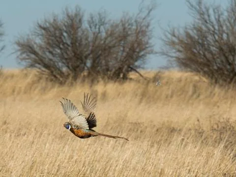 Pheasant Hunting Stock Photos
