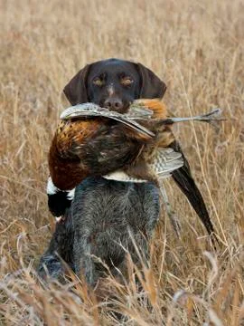 Pheasant Hunting Stock Photos