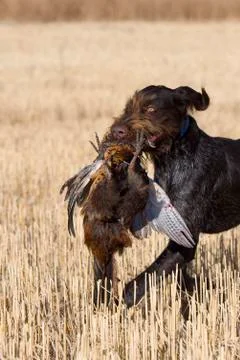 Pheasant Hunting Stock Photos