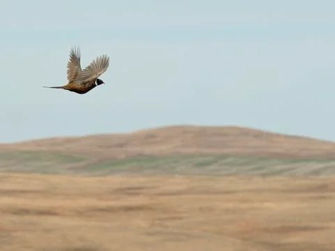 Pheasant Hunting Stock Photos