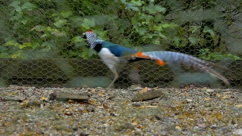 Pheasant (Lady Amherst’s  running back and forth Stock Footage 114656383