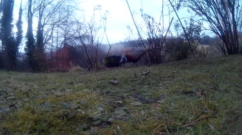 Pheasant on lawn 23 Stock Footage 47212683
