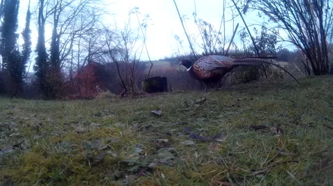 Pheasant on lawn 24 Stock Footage 47213020