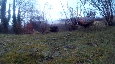 Pheasant on lawn with Robin and Dunnock 21 Video stock 47214170