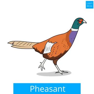 Pheasant learn birds educational game vector Stock Illustration
