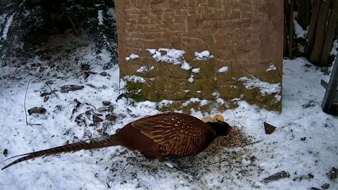 A pheasant with a long tail stands on snow-covered ground near a wall in the Stock Footage 329944879