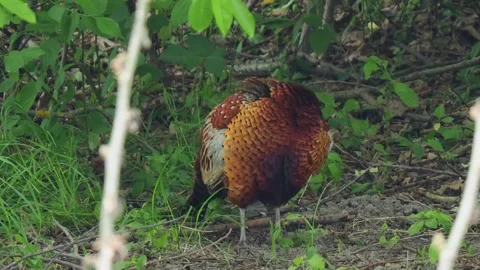 Pheasant looking in different directions in the wild Stock Footage 289176111