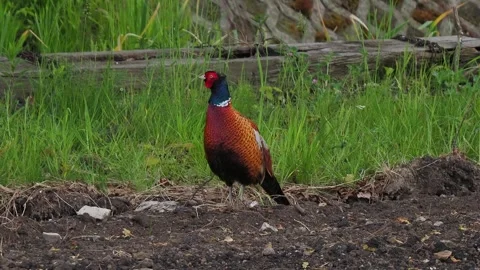 Pheasant looking in different directions in the wild Stock Footage 289176278