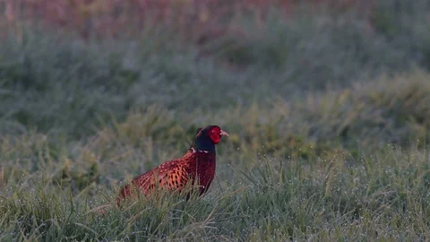 Pheasant is looking, spring Stock Footage 96490749