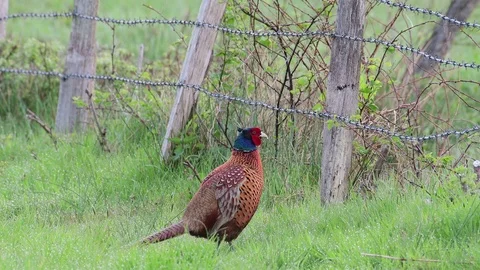 Pheasant make courtship display and calling, spring Stock Footage 98033451