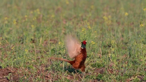 Pheasant make courtship display on the field, spring Stock Footage 98129238