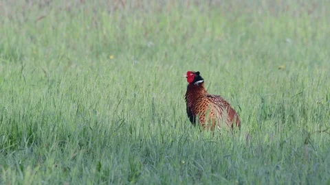 Pheasant make courtship display in the field, spring Stock Footage 116535462