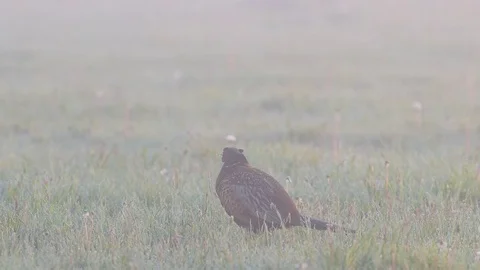 Pheasant make courtship display in fog, spring Stock Footage 80809334