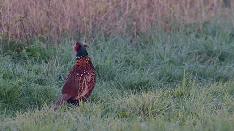 Pheasant make courtship display in the meadow, spring Stock Footage 97818325