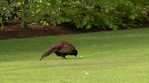PHEASANT MALE 库存影片 43464109