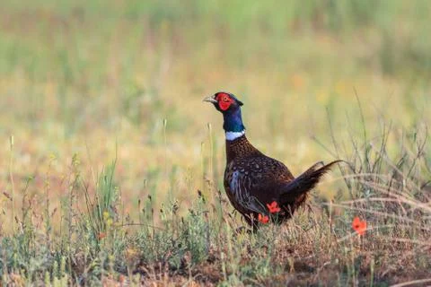Pheasant male Stock Photos