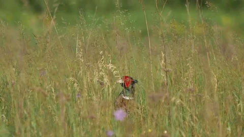Pheasant on the meadow. Vidéo 76365731