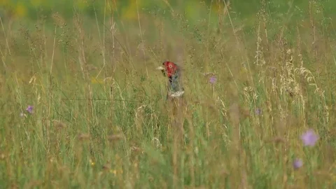 Pheasant on the meadow. Video stock 76366003