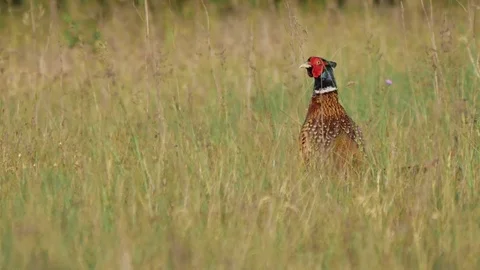Pheasant on the meadow. Stock-Footage 76366087