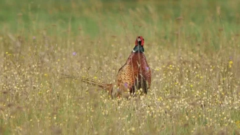 Pheasant on the meadow. Stock Footage 77201988