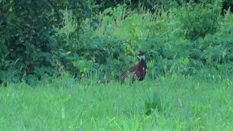 Pheasant in the meadow. Stock Footage 152972402