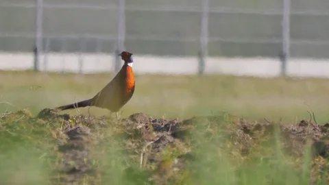 Pheasant on the meadow near the highway. Vidéo 76524225