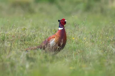 Pheasant in meadow 库存照片