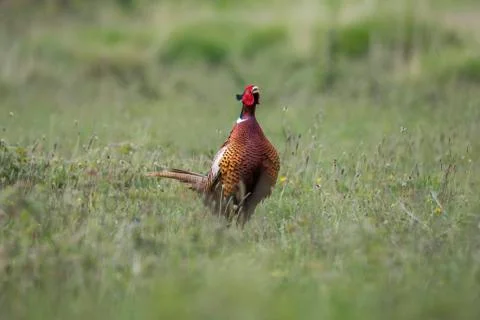 Pheasant in meadow 库存照片