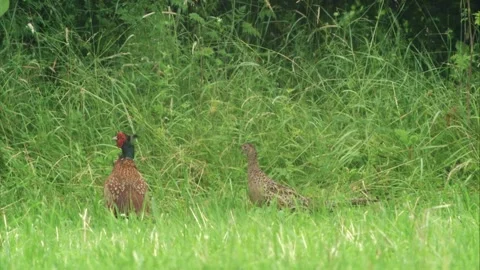 Pheasant pair at the edge of a meadow Stock Footage 308010059