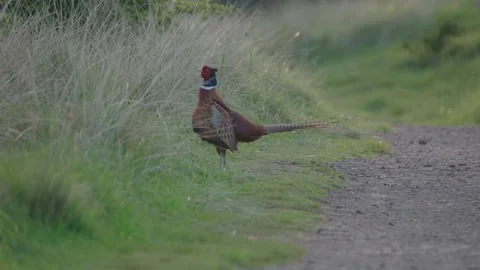 Pheasant on pathway in meadow Stock Footage 275561131