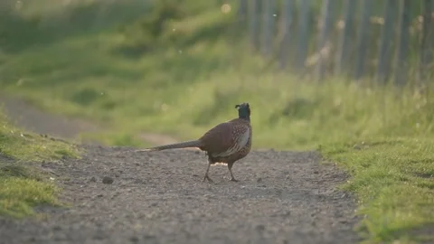 Pheasant on pathway in meadow Stock Footage 275561149