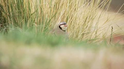 Pheasant perching in ranch Stock Footage 54593589