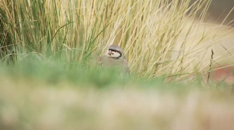 Pheasant perching in ranch Stock Footage 54593590