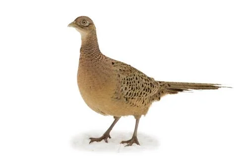 Pheasant, Phasianus. Close-up isolated. Wild female bird Stock Photos