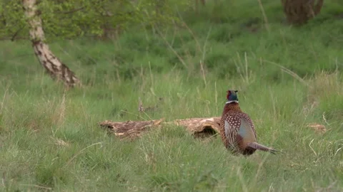 Pheasant Phasianus colchicus 1 4k 50p Male displaying Stock Footage 171623939