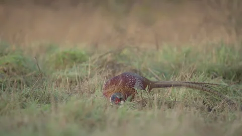 Pheasant Phasianus colchicus 25p Video stock 297844790
