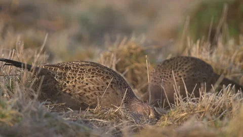 Pheasant Phasianus colchicus 25p Video stock 297854908