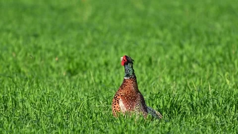 Pheasant (Phasianus colchicus) Active Wing Flapping in Natural Habitat, Slow Mot Stock Footage 332678976