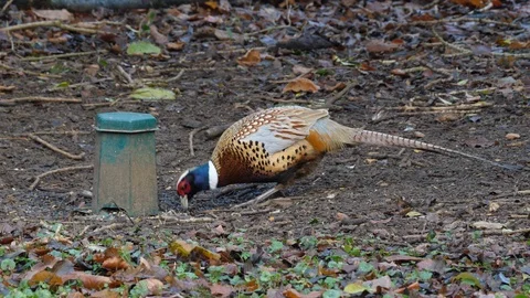 Pheasant Phasianus colchicus cock at feeder on game shoot Stock Footage 98907724