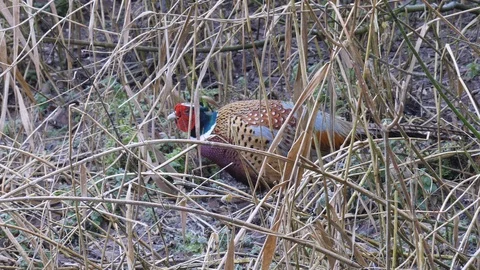 Pheasant Phasianus colchicus cock foraging amongst reeds Stock Footage 98903377