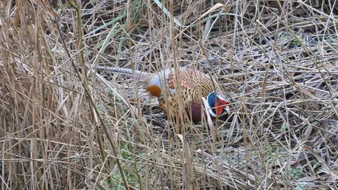 Pheasant Phasianus colchicus cock foraging at edge of reedbed Stock Footage 98908913